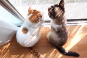 测试插入优酷、腾讯等视频通用代码用播放演示!